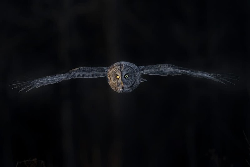 Karya Wildlife Photographers 2023