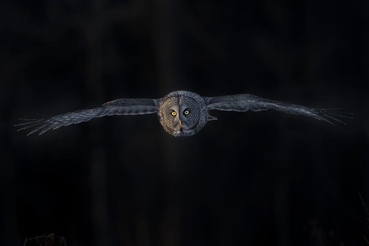 Karya Wildlife Photographers 2023 Karya Wildlife Photographers 2023