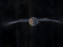 Karya Memukau Fotografer Satwa Liar 2023 Bikin Terkesima