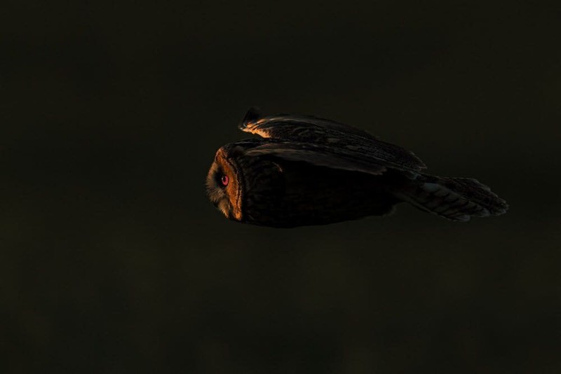 Karya Wildlife Photographers 2023