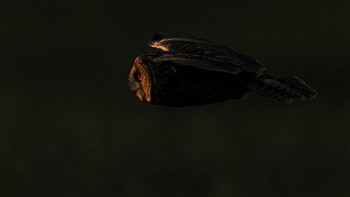 Karya Oliber Colle dari Belanda. Foto: Oneeyeland