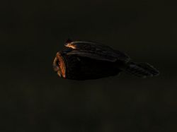 Karya Memukau Fotografer Satwa Liar 2023 Bikin Terkesima