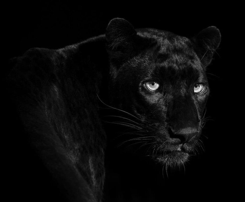 Karya Wildlife Photographers 2023