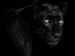 Karya Memukau Fotografer Satwa Liar 2023 Bikin Terkesima