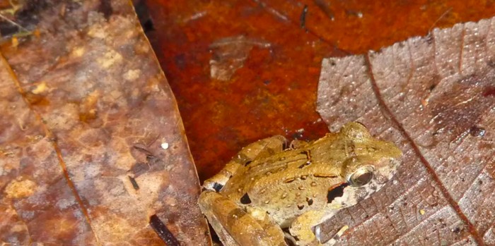 Katak bertaring