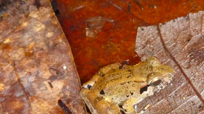 Katak bertaring