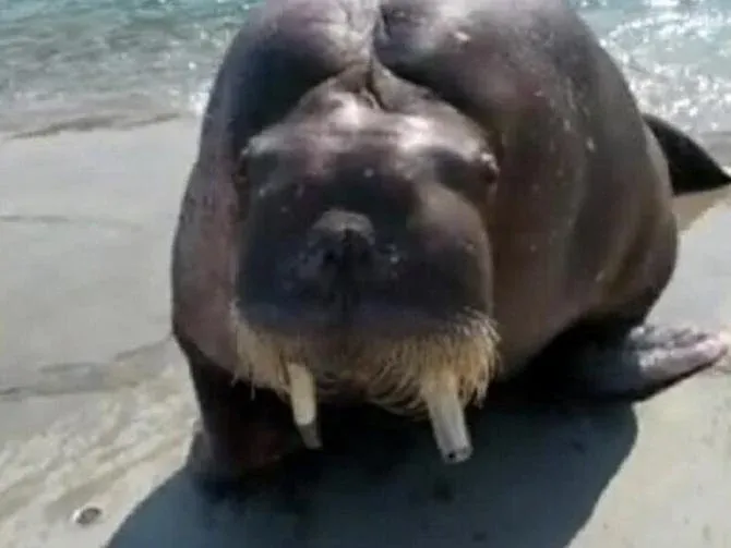 Pria Tewas Setelah Selfie Barang Walrus