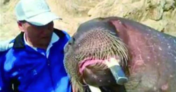 Pria Tewas Setelah Selfie Barang Walrus
