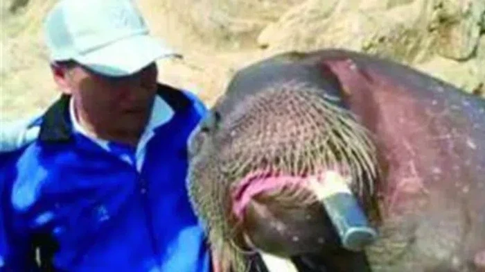 Pria Tewas Setelah Selfie Barang Walrus