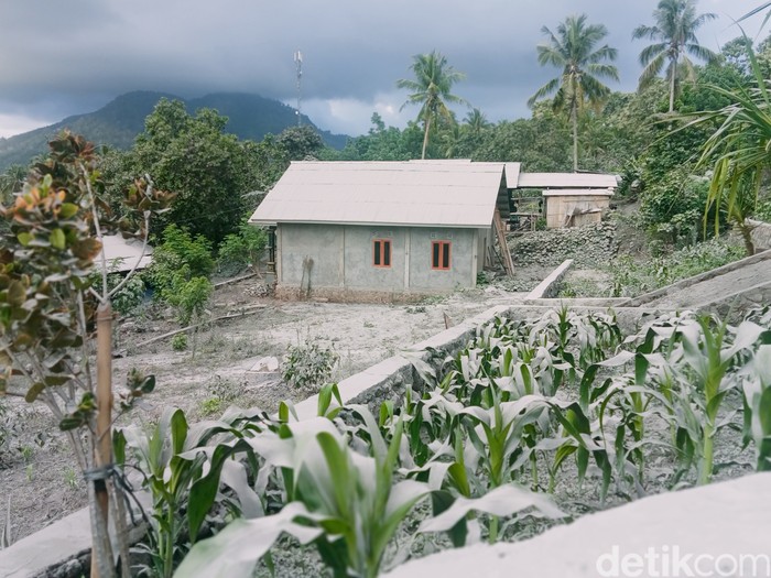 Abu vulkanik papar pemukiman dan lahan pertanian akibat erupsi Gunung Lewotobi Laki-laki di Flores Timur.