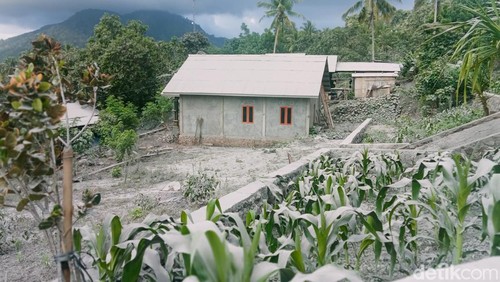 Abu vulkanik papar pemukiman dan lahan pertanian akibat erupsi Gunung Lewotobi Laki-laki di Flores Timur.