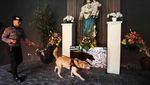 Anjing Pelacak Dikerahkan untuk Sterilkan Gereja di Surabaya