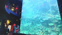 Senin, 18 Desember 2023, BXC Mal, Tangsel, melakukan soft opening BXsea yang merupakan akuarium indoor dengan tunnel terbesar di Asia Tenggara. BXsea memiliki luas area pengunjung sekitar 2.500 meter persegi dan mampu menampung sampai 1.000 orang dalam satu waktu. Sedangan secara keseluruhan 7.345 meter persegi dengan kapasitas 3,5 juta liter air. Syanti Mustika/detikcom