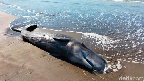 Ikan berukuran besar yang terdampar di pesisir pantai Yehembang, Kecamatan Mendoyo, Kabupaten Jembrana, Sabtu (23/12/2023). (I Putu Adi Budiastrawan/detikBali)