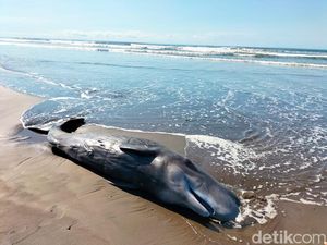 Paus Sperma Terdampar di Pantai Yehembang Jembrana Diduga Mati Kepalaran