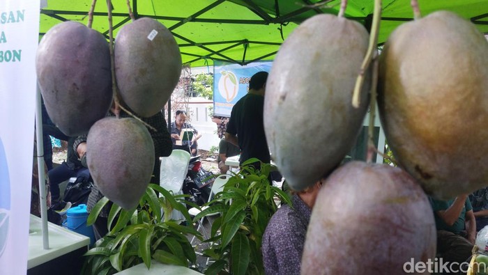 Mangga roman ayu dari Cirebon.