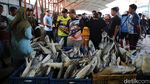 Melihat Kesibukan Nelayan di TPI Karangsong Indramayu