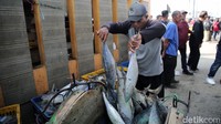 Ikan-ikan yang berada di TPI tersebut ditangkap dari berbagai perairan di Indonesia, seperti perairan Jawa, Kalimantan, Sumatera dan Papua. 