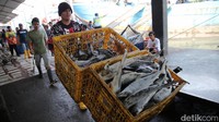 Mayoritas ikan yang dilelang di Karangsong seringnya didistribusikan ke wilayah Jakarta. 