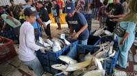 Para nelayan dan pekerja beraktivitas di Tempat Pelelangan Ikan (TPI) Karangsong, Indramayu, Jawa Barat, Sabtu (23/12/2023).