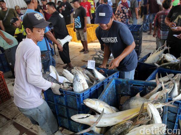 Melihat Kesibukan Nelayan di TPI Karangsong Indramayu