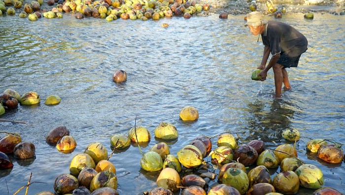 Warga menghanyutkan buah kelapa di sungai Desa Dunggala, Kabupaten Bone Bolango, Gorontalo, Sabtu (23/12/2023). Warga memanfaatkan aliran sungai untuk mengirimkan kelapa yang dibeli dari pemilik pohon dari kebun untuk menghemat waktu dan tenaga dan kemudian dijual dengan harga Rp2.000 rupiah per buah untuk diolah menjadi produk turunan sabut kelapa, tempurung kelapa dan kopra. ANTARA FOTO/Adiwinata Solihin/aww.