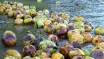 Melihat Pengiriman Kelapa Melalui Sungai di Gorontalo