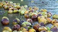 Warga memanfaatkan aliran sungai untuk mengirimkan kelapa yang dibeli dari pemilik pohon dari kebun untuk menghemat waktu dan tenaga.