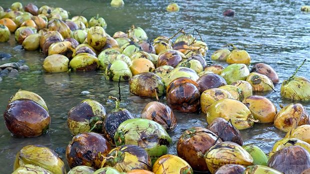 Warga menghanyutkan buah kelapa di sungai Desa Dunggala, Kabupaten Bone Bolango, Gorontalo, Sabtu (23/12/2023). Warga memanfaatkan aliran sungai untuk mengirimkan kelapa yang dibeli dari pemilik pohon dari kebun untuk menghemat waktu dan tenaga dan kemudian dijual dengan harga Rp2.000 rupiah per buah untuk diolah menjadi produk turunan sabut kelapa, tempurung kelapa dan kopra. ANTARA FOTO/Adiwinata Solihin/aww.