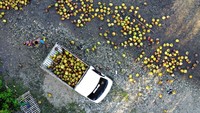 Warga mengambil buah kelapa yang dihanyutkan di sungai Desa Dunggala, Kabupaten Bone Bolango, Gorontalo, Sabtu (23/12/2023).