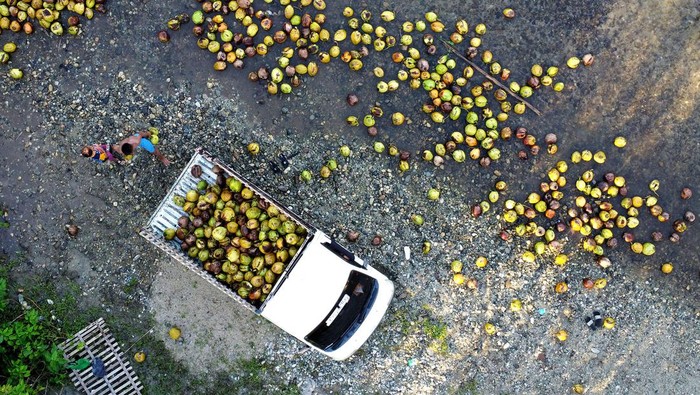 Warga menghanyutkan buah kelapa di sungai Desa Dunggala, Kabupaten Bone Bolango, Gorontalo, Sabtu (23/12/2023). Warga memanfaatkan aliran sungai untuk mengirimkan kelapa yang dibeli dari pemilik pohon dari kebun untuk menghemat waktu dan tenaga dan kemudian dijual dengan harga Rp2.000 rupiah per buah untuk diolah menjadi produk turunan sabut kelapa, tempurung kelapa dan kopra. ANTARA FOTO/Adiwinata Solihin/aww.