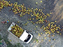 Pemprov Sumsel Dorong Hilirisasi Kopi dan Kelapa, Sejahterakan Petani