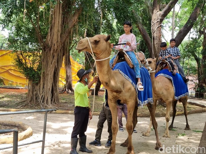 pengunjung Kebun Binatang Surabaya (KBS)
