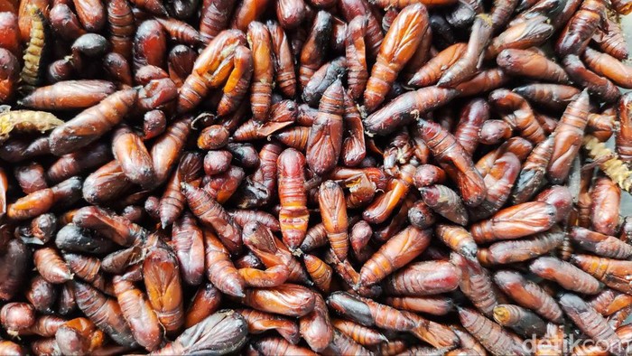 Ungkrung jati goreng siap saji