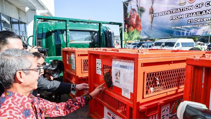 Orang Utan dari Thailand Pulang ke Indonesia