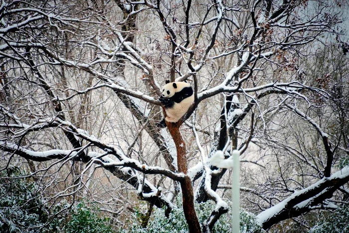 Gelombang dingin Beijing