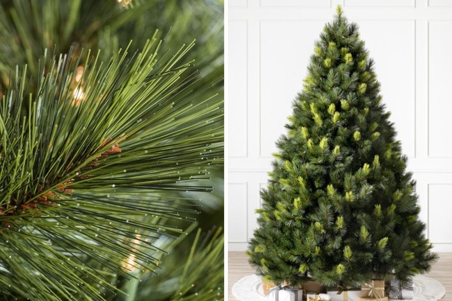 Ternyata Ada 3 Jenis Pohon Cemara untuk Rayakan Natal, Ini Perbedaannya