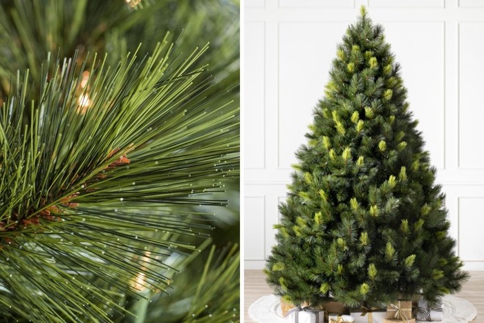 Phon Natal Pine