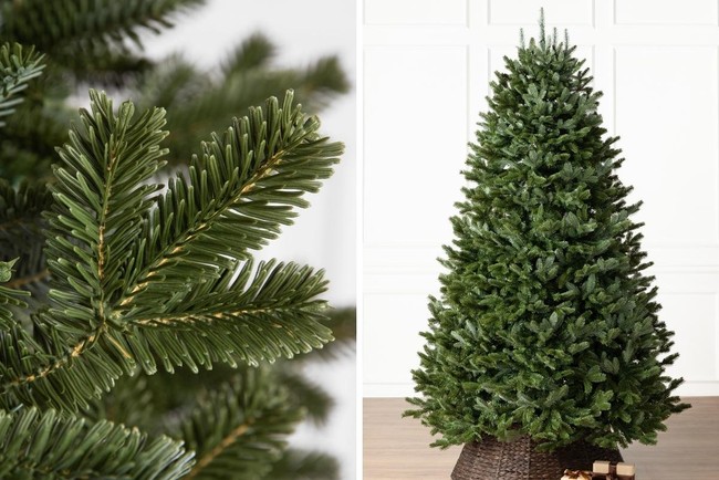 Ternyata Ada 3 Jenis Pohon Cemara untuk Rayakan Natal, Ini Perbedaannya