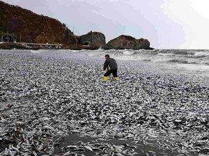 Penampakan Ribuan Ikan Sarden yang Mati di Hakkaido, Efek Nuklir?