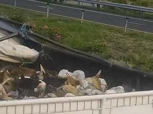 Viral Truk di Solo Angkut Banyak Anjing Diduga Hendak Dijagal