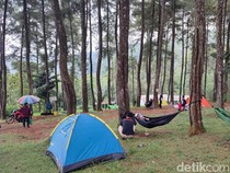 Libur Nataru, Hutan Pinus Darmacaang Hill Jadi Primadona Warga Ciamis