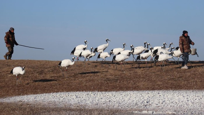 Bangau mahkota merah (Grus japonensis) yang merupakan salah satu jenis bangau paling langka berada di Zhalong National Nature Reserve, Provinsi Heilongjiang, China, Kamis (21/12/2023). Bagi masyarakat Asia Timur, bangau mahkota merah menjadi simbol keberuntungan dan kesetiaan karena burung ini hanya memiliki satu pasangan dan hanya menghasilkan dua telur selama hidup mereka.
ANTARA FOTO/Desca Lidya Natalia/Spt.