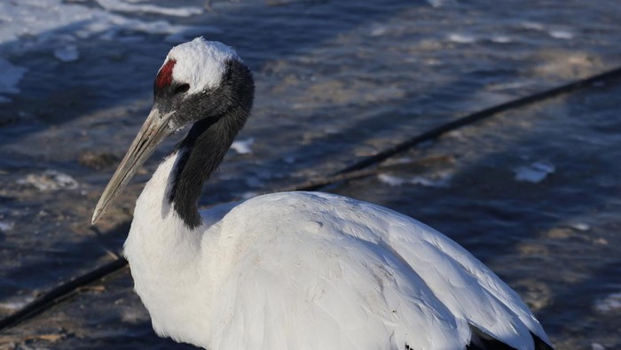 Bangau mahkota merah (Grus japonensis) yang merupakan salah satu jenis bangau paling langka berada di Zhalong National Nature Reserve, Provinsi Heilongjiang, China, Kamis (21/12/2023). Bagi masyarakat Asia Timur, bangau mahkota merah menjadi simbol keberuntungan dan kesetiaan karena burung ini hanya memiliki satu pasangan dan hanya menghasilkan dua telur selama hidup mereka.
ANTARA FOTO/Desca Lidya Natalia/Spt.