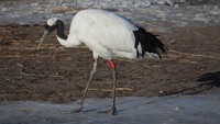Bangau mahkota merah (Grus japonensis) yang merupakan salah satu jenis bangau paling langka berada di Zhalong National Nature Reserve, Provinsi Heilongjiang, China. Foto ini diambil pada 21 Desember 2023 lalu.