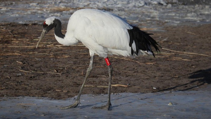Bangau mahkota merah (Grus japonensis) yang merupakan salah satu jenis bangau paling langka berada di Zhalong National Nature Reserve, Provinsi Heilongjiang, China, Kamis (21/12/2023). Bagi masyarakat Asia Timur, bangau mahkota merah menjadi simbol keberuntungan dan kesetiaan karena burung ini hanya memiliki satu pasangan dan hanya menghasilkan dua telur selama hidup mereka.
ANTARA FOTO/Desca Lidya Natalia/Spt.