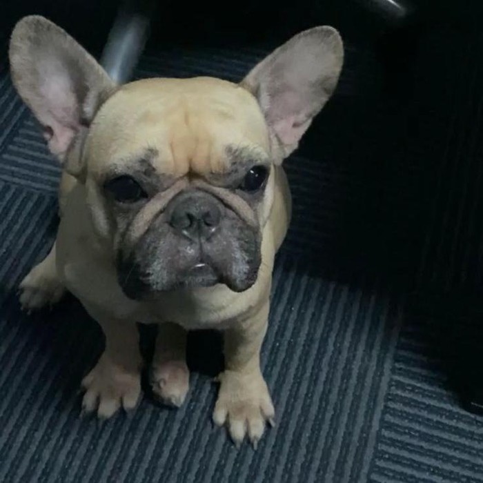 Chloe, anjing imut yang ditemukan pemiliknya mati di rumah makan kawasan Tangerang. (Dokumentasi Istimewa via Doni Herdaru Animal Defenders Indonesia)