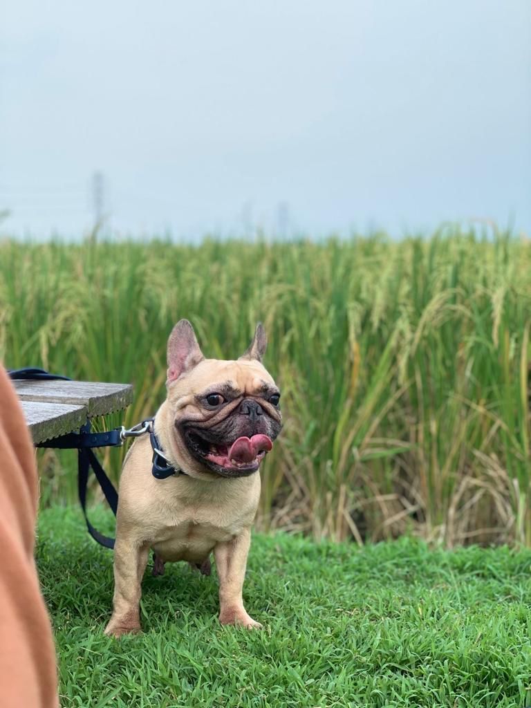 Chloe, anjing imut yang ditemukan pemiliknya mati di rumah makan kawasan Tangerang. (Dokumentasi Istimewa via Doni Herdaru Animal Defenders Indonesia)