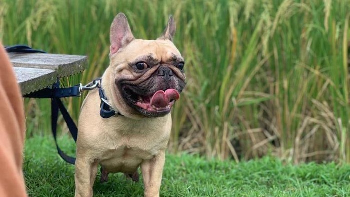Chloe, anjing imut yang ditemukan pemiliknya mati di rumah makan kawasan Tangerang. (Dokumentasi Istimewa via Doni Herdaru Animal Defenders Indonesia)