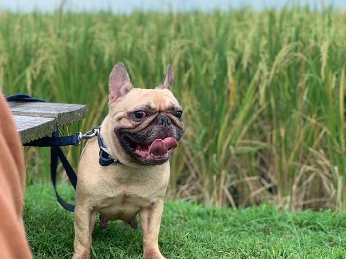 Chloe, anjing imut yang ditemukan pemiliknya mati di rumah makan kawasan Tangerang. (Dokumentasi Istimewa via Doni Herdaru Animal Defenders Indonesia)